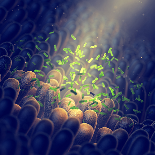 Gut bacteria - Jenny Bailey